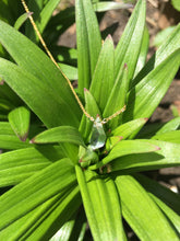 Load image into Gallery viewer, Double Terminated Herkimer Diamond Healing Crystal Gold Necklace 0.1