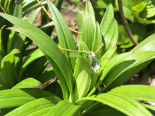 Load image into Gallery viewer, Double Terminated Herkimer Diamond Healing Crystal Gold Necklace 0.1