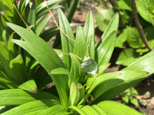 Load image into Gallery viewer, Double Terminated Herkimer Diamond Healing Crystal Gold Necklace 0.3